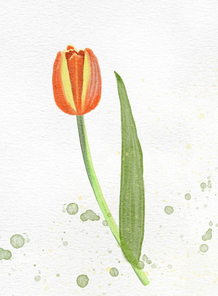 Tulp in aquarel