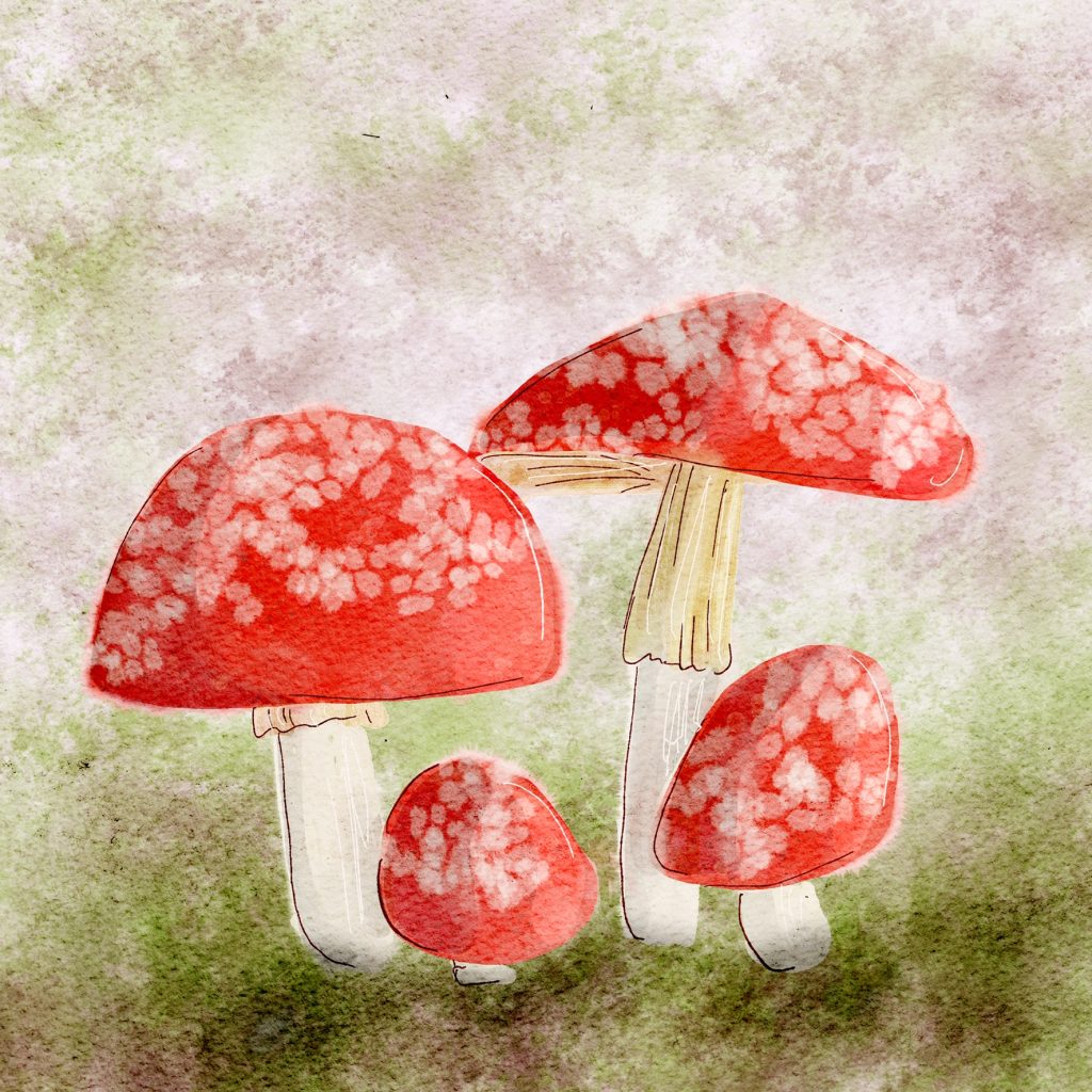 Paddenstoelen in aquarel